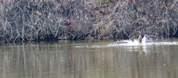 localiser les carpes