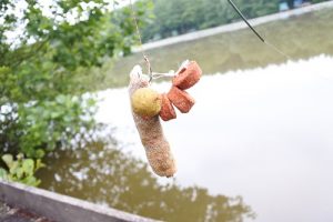 Stick pêche dans les nénuphars